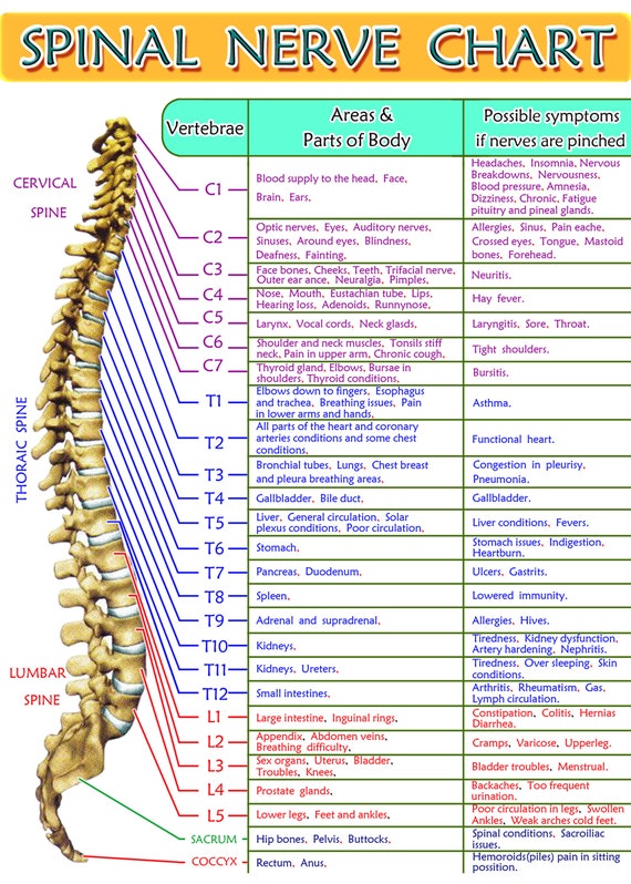 Spinal Nerves Chart