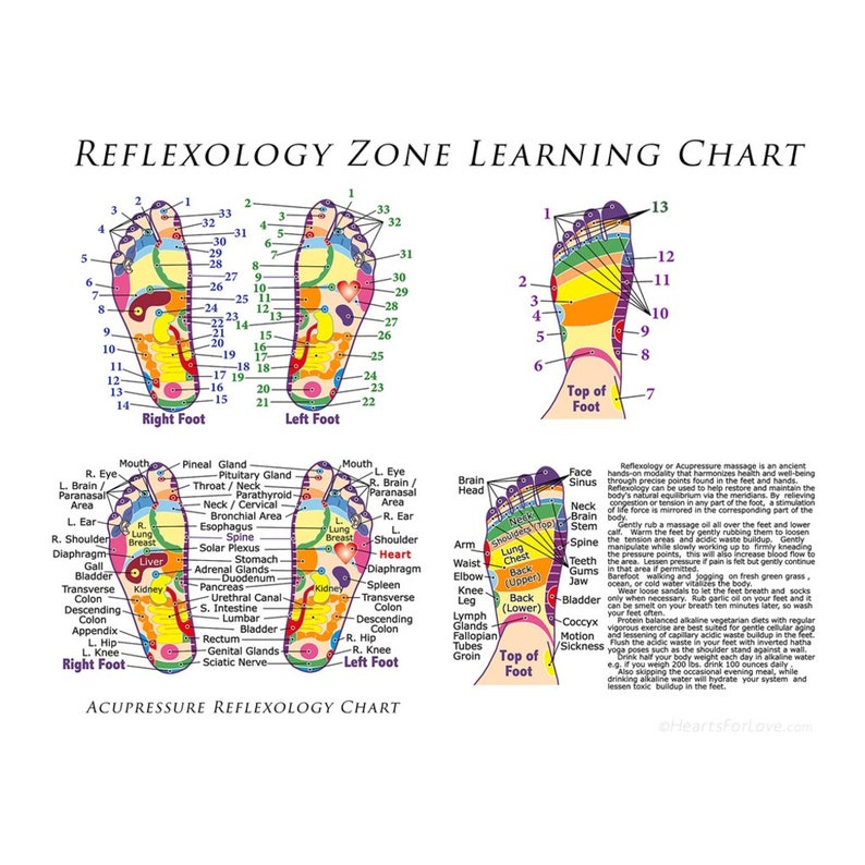 Reflexology Zones Chart