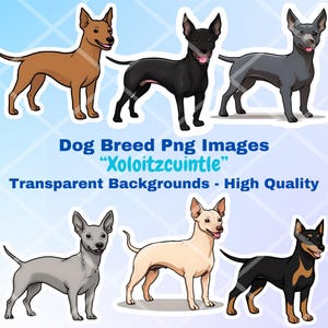 Xoloitzcuintle Hairless Dog Clipart Bundle, 9 PNG Images, Transparent Background, Cartoon Digital Art Stickers, Breed Illustration Drawings