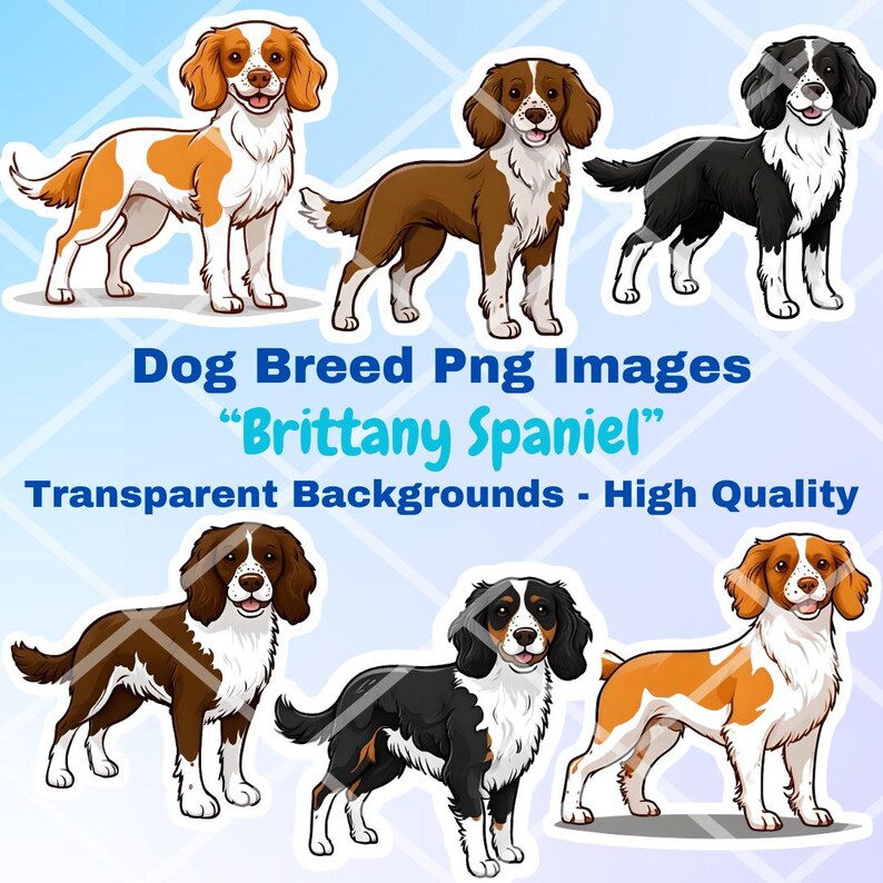 Brittany Spaniel Dog Clipart Bundle, 9 PNG Images, Transparent ...