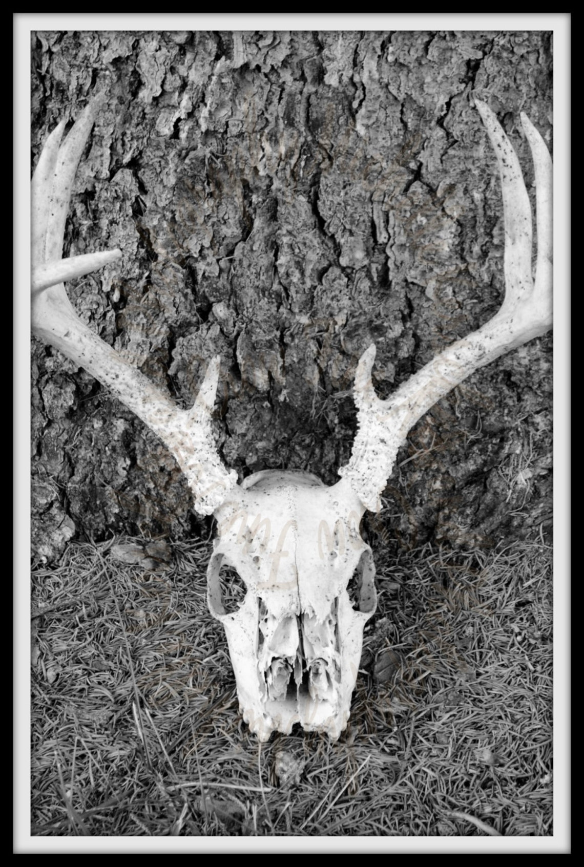 Deer Skull Skull Photo Skull Wall Art Skull Decor Country Etsy