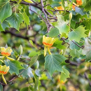 50 sementes de tulipa (Liriodendron tulipifera). Lännentulppaanipuu, Tulpenbaum, Tulipier de Virginie, 백합나무, ユリノキ, Tulpanträd, Tulipantræ