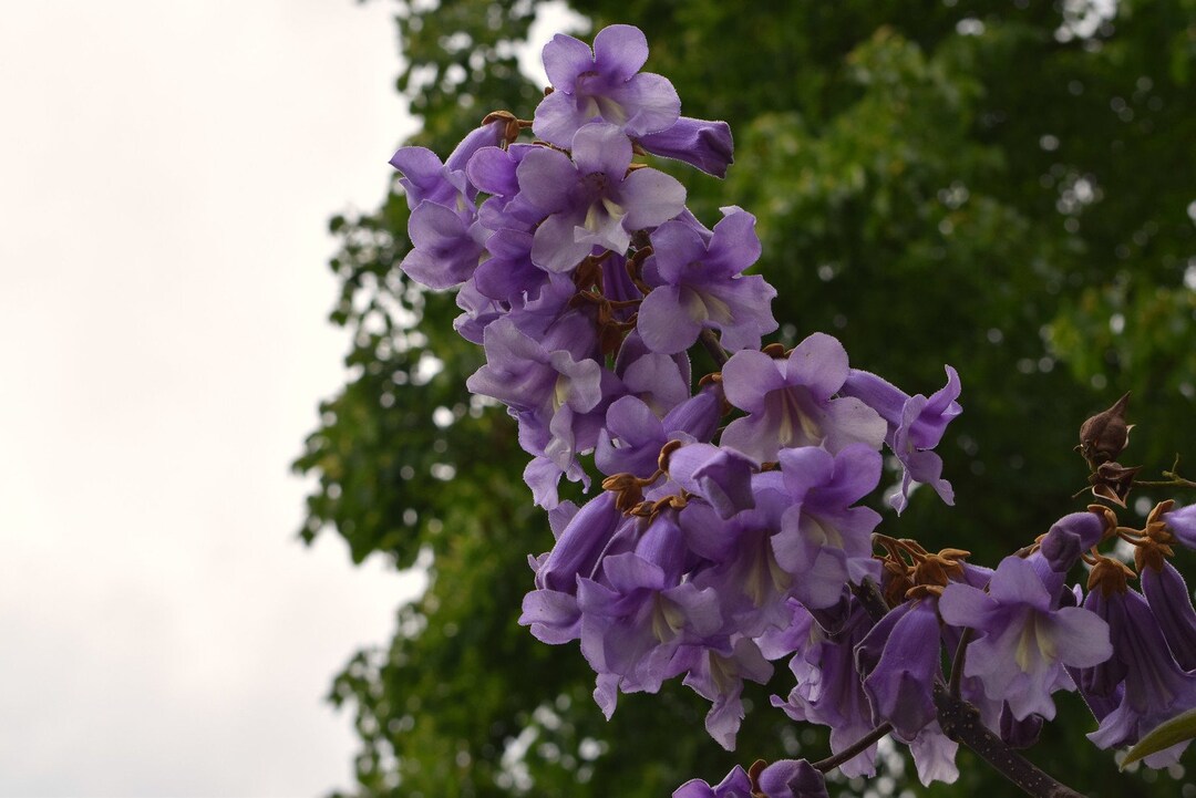 250+ Paulownia Tomentosa Seeds. Paulownien, Kejsertræ, Paulovnia ...