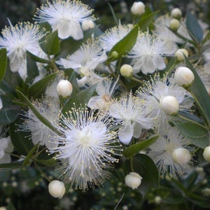 May include: A cluster of white myrtle flowers in full bloom, featuring numerous long, thin stamens with yellow tips, interspersed with round, closed white flower buds and dark green, glossy, pointed leaves on a dense shrub branch.
