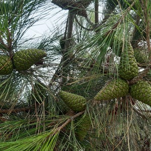 May include: A cluster of green pine cones attached to a branch with long, thin, needle-like leaves. The cones have a textured, scaly surface and are arranged in groups among the dense, dark green foliage of the coniferous tree.