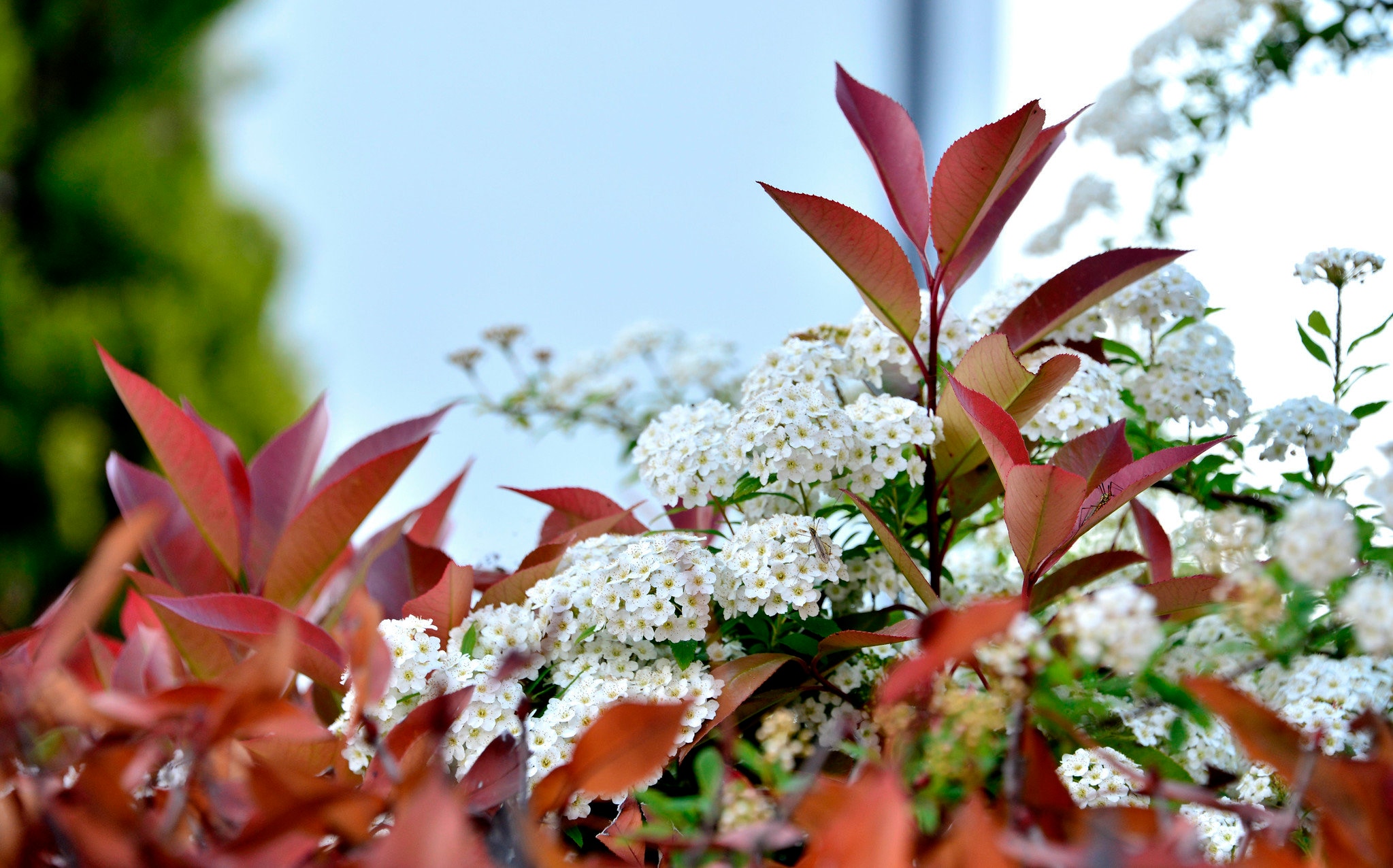 10 frische Stecklinge von Photinia (Photinia x fraseri) Rote Spitze, Rote  Spitze, Glansmispel, Glanzmispeln, Gloogownik, Punamarjat, Blskalka,   - Etsy.de