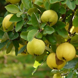 50 Japanese quince seeds. 50 fresh seeds Chaenomeles japonica/ Maule&#39;s quince
