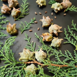100 Unknown cultivar Oriental arborvitae seeds Rare! (Platycladus orientalis) Idäntuija, Thuya de Chine, Orienttuja, Livstræ, Thuya de Chine