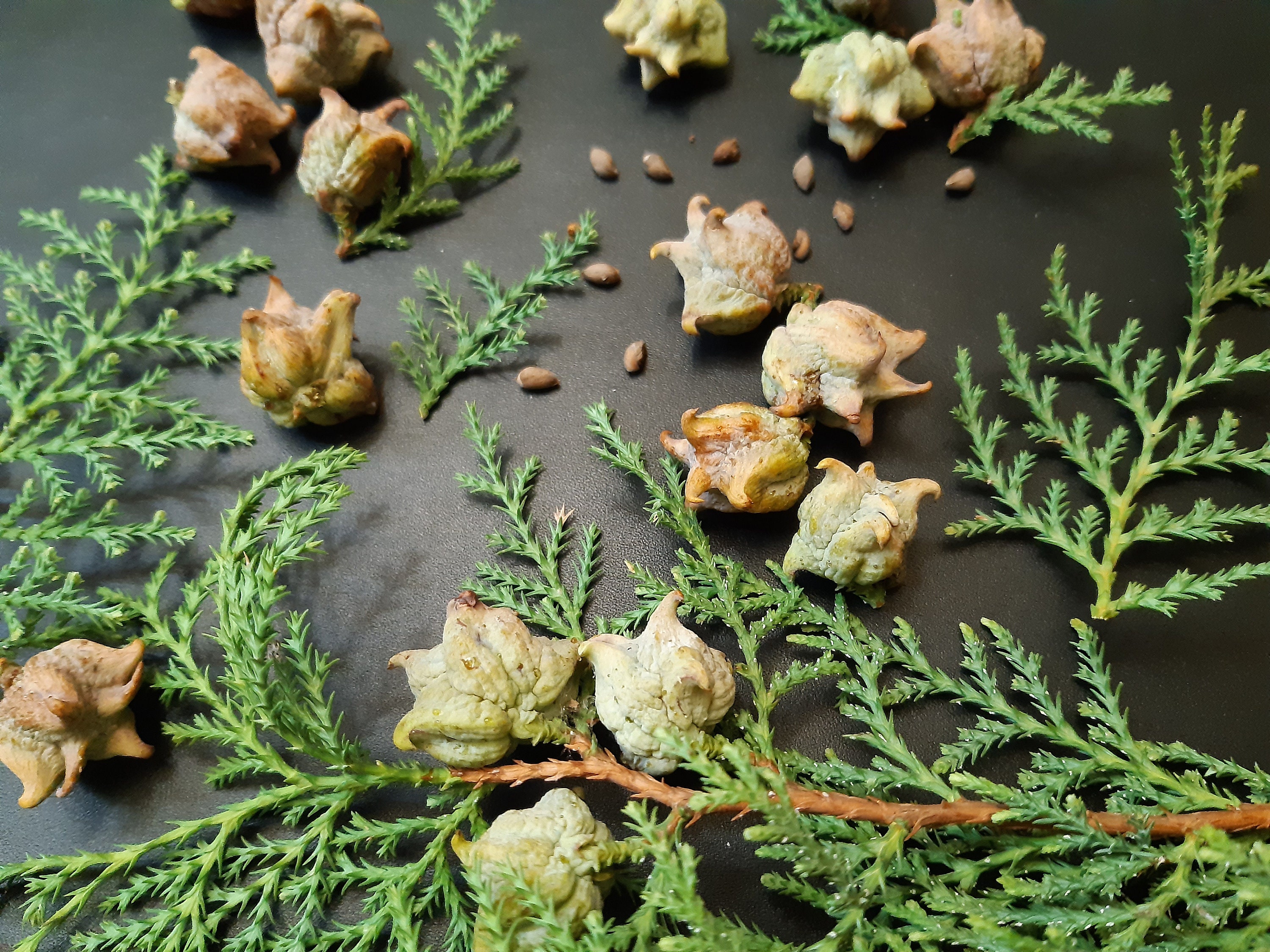 50 Graines Tuya Orientalis, Arbre De Vie (Thuja Oientalis