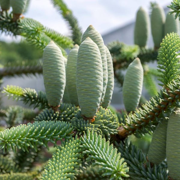 100 Samen der Spanischen Tanne. 100 Samen Abies pinsapo, Sapin d'Andalousie, Spanische Tanne, Spaanse zilverspar, Spansk ædelgran, L'abete di Spagna