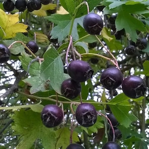 Puede incluir: Primer plano de una rama de árbol con bayas de color púrpura oscuro. Las bayas están agrupadas y rodeadas de hojas verdes.