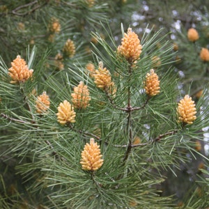 50 Maritime pine seeds. 50 fresh seeds Pinus pinaster. Large pack seeds Pin Zeedenq See Kiefer, pino rodeno image 2