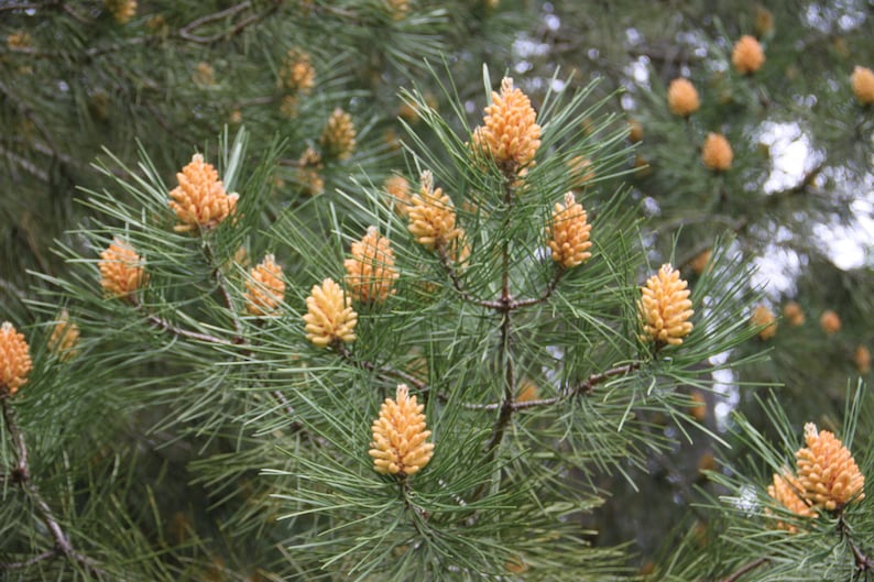 50 Maritime pine seeds. 50 fresh seeds Pinus pinaster. Large pack seeds Pin Zeedenq See Kiefer, pino rodeno image 2