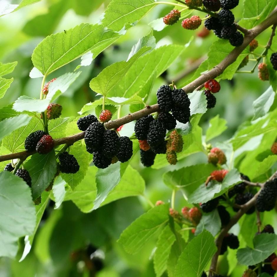 10 Black Mulberry Cuttings (morus Nigra) Mûrier Noir, Schwarze ...