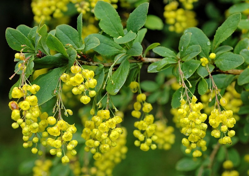 50 Berberis vulgaris seeds. Épine-vinette, Zuurbes, Berberitzen, Ruostehappomarja, Raugerškiai, Bārbele, žutika, Dracilă, Berberys, セイヨウメギ image 3