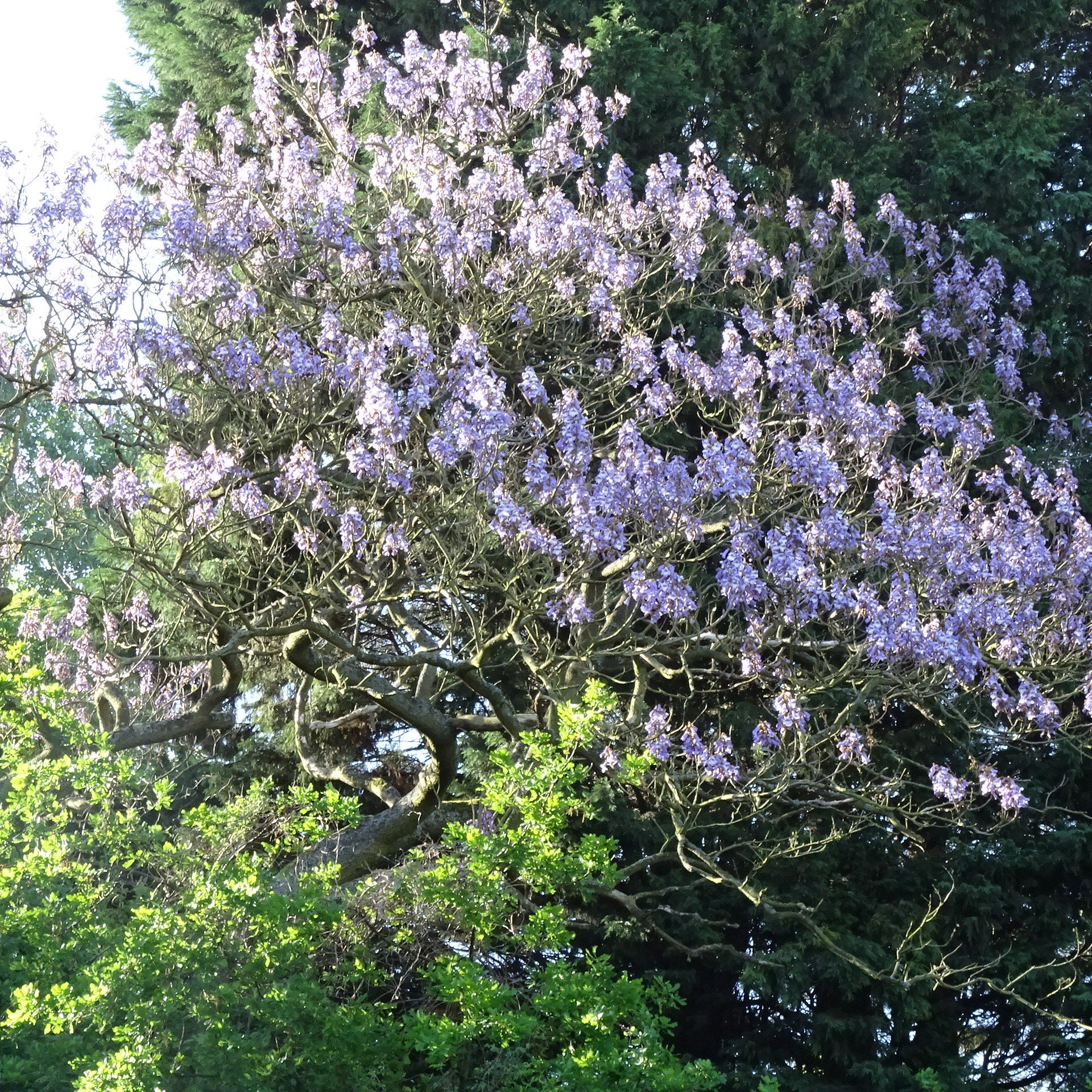 500+ Paulownia Tomentosa Seeds. Paulownien, Kejsertræ, Paulovnia ...