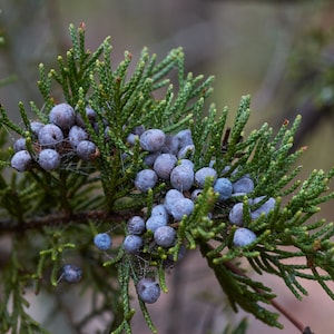 Può includere: Primo piano di un ramo di cedro con bacche blu. Le bacche sono raggruppate e circondate da aghi verdi.