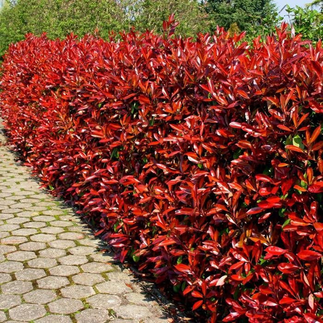 10 frische Stecklinge von Photinia (Photinia x fraseri) Rote Spitze, Rote  Spitze, Glansmispel, Glanzmispeln, Gloogownik, Punamarjat, Blskalka,   - Etsy.de