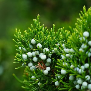 Puede incluir: Primer plano de una rama de enebro verde vibrante con pequeñas bayas redondas de color azul pálido. El follaje es denso y texturizado, con un fondo verde borroso. La imagen resalta la belleza natural de la planta.