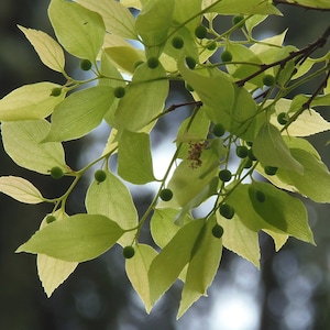 100 Mediterranean hackberry seeds (Celtis australis) Micocoulier de Provence, Europäischer Zürgelbaum, Europese netelboom, lodón, bagolaro