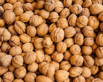 10 Chandler Walnut seeds (Juglans regia c. Chandler)  Walnuss, Noyer, Walnoot, Valnød, Nogal, Valnøtt, Valnöt, Saksanpähkinä, Orzech, シナノグルミ