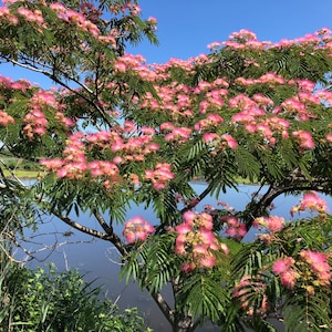 ネムノキのピンクの木の種子 50 個。 Arbre à soie、seidenbaum、Lənkəran güləbrişini、Silkkialbitsia、Silkesträd、Silkitré、ネムノキ