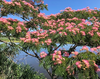 ピンクネムノキ種子ネムノキ 100 個。 Arbre à soie、seidenbaum