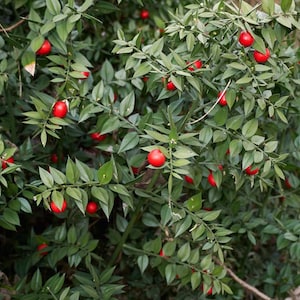 30 Butcher's broom seeds Ruscus aculeatus herb, Fragon petit-houx, Stechender Mäusedorn, ナギイカダ, Musetorn, Pikkuruskus, Gilbardeira image 4