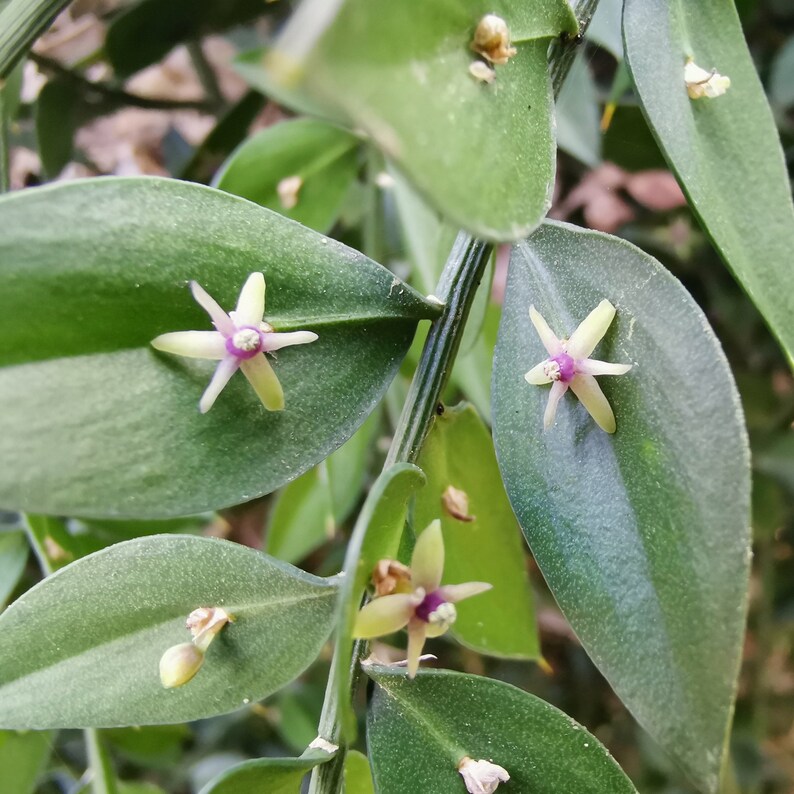 30 Butcher's broom seeds Ruscus aculeatus herb, Fragon petit-houx, Stechender Mäusedorn, ナギイカダ, Musetorn, Pikkuruskus, Gilbardeira image 5