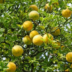 200 Hardy orange seeds. 200 fresh seeds Trifoliate orange/ Citrus trifoliata/ Poncirus trifoliata