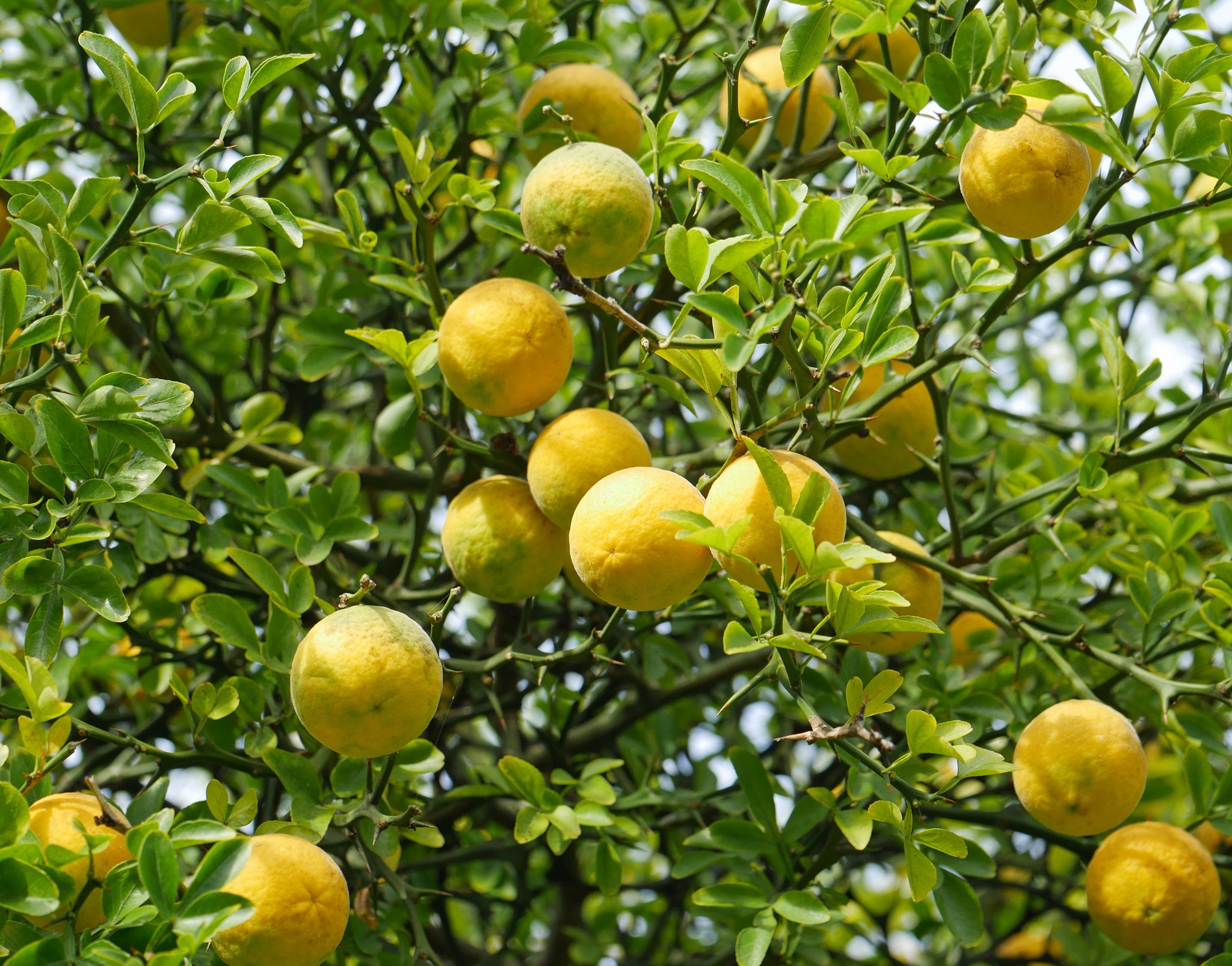 200 Hardy Orange Seeds. 200 Fresh Seeds Trifoliate Orange/ Citrus