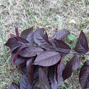 10 Prunus Nigra cuttings (Prunus cerasifera Nigra) Black Leaved Cherry Plum, Steckling, Bouturage, Stickling, Stekken, Pistokas, Sadzonka