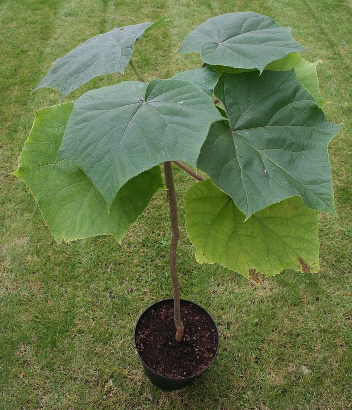 500+ Paulownia Tomentosa Seeds. Paulownien, Kejsertræ, Paulovnia ...