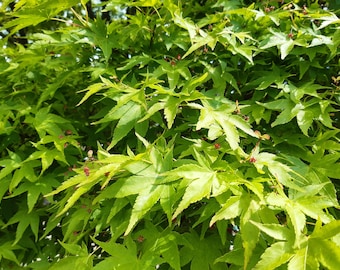 50 Japanese maple seeds Acer palmatum. Érable palmé, Fächer-Ahorn, Japanse esdoorn, arce japonés, bordo japonês, Japansk løn, Patīkamā kļava