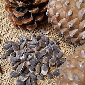 100 Pinus pinea seeds Stone pine, Pin parasol, Parasolden, Steinkiefer, Pinija Pinje Piinia, Sosna pinia, Borovice pinie, pušis bonsai seeds