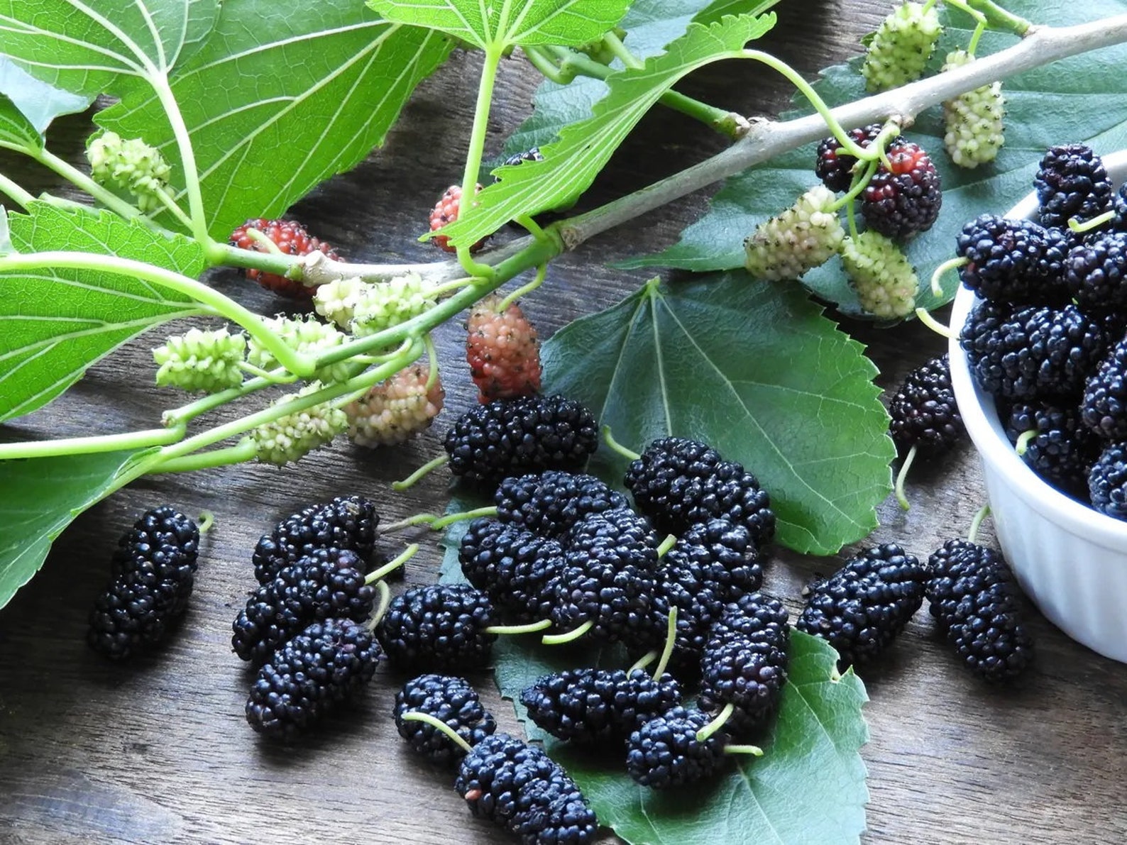 10 Black Mulberry Cuttings (morus Nigra) Mûrier Noir, Schwarze ...