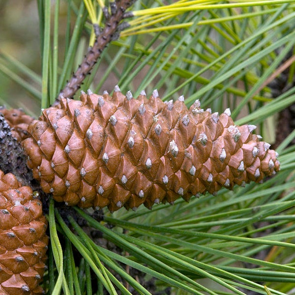 100 Maritime pine seeds. 100 fresh seeds Pinus pinaster. Large pack seeds Pin Zeedenq See Kiefer, pino rodeno