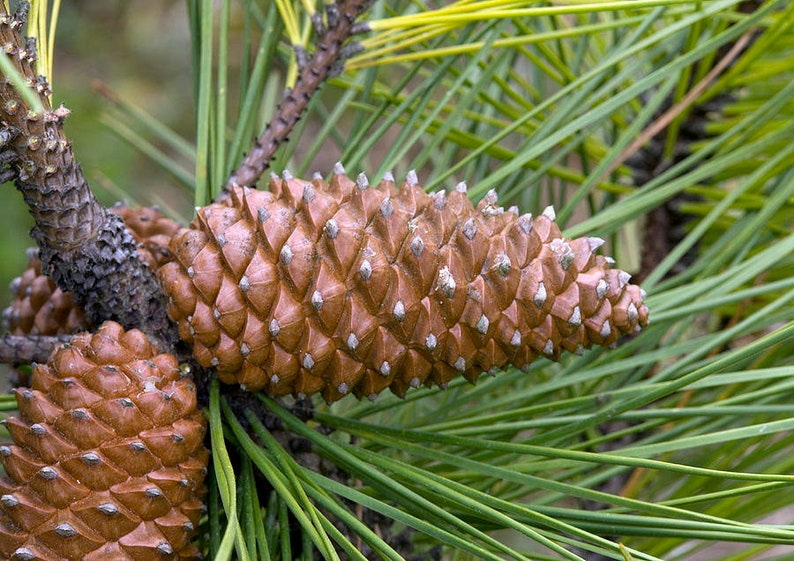50 Maritime pine seeds. 50 fresh seeds Pinus pinaster. Large pack seeds Pin Zeedenq See Kiefer, pino rodeno image 1