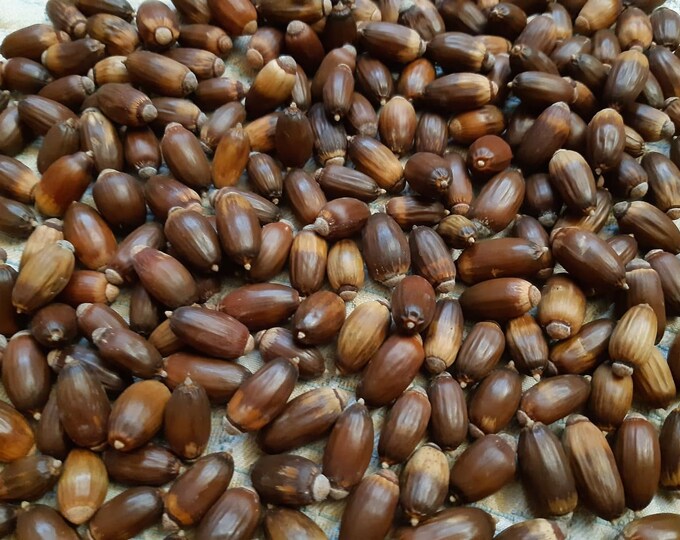 20 Cork Oak Seeds. 20 Fresh Seeds Quercus Suber Etsy