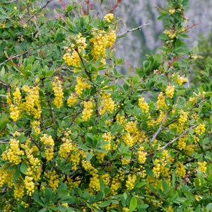 50 Berberis vulgaris seeds. Épine-vinette, Zuurbes, Berberitzen, Ruostehappomarja, Raugerškiai, Bārbele, žutika, Dracilă, Berberys, セイヨウメギ image 9