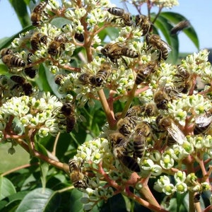 100 Bee Bienenbaum-Samen, 100 Tetradium daniellii Samen, koreanische evodia, Euodia, Stinkeschen, Bitræ, Bienenbaum, Honigesche, L’Arbre à miel