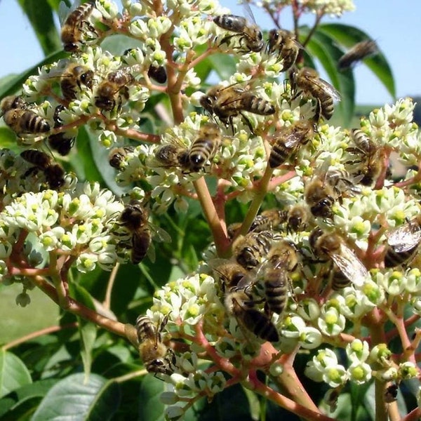 200 Bee Bienenbaum-Samen, 200 Tetradium daniellii Samen, koreanische evodia, Euodia, Stinkeschen, Bitræ, Bienenbaum, Honigesche, L’Arbre à miel