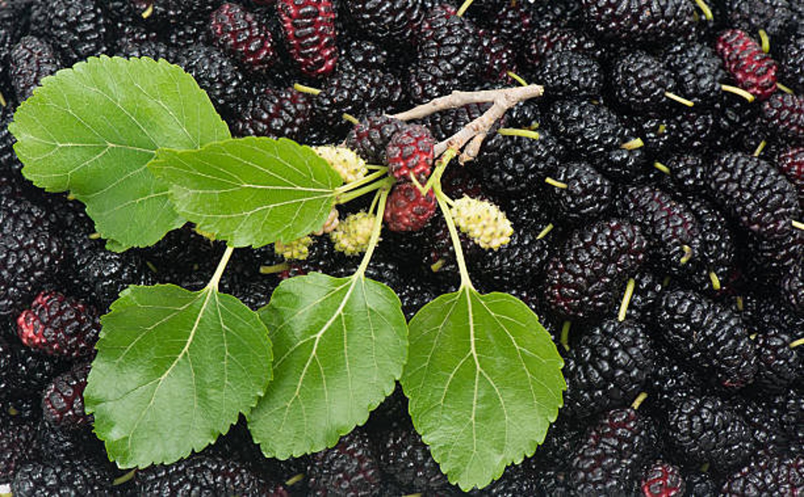10 Black Mulberry Cuttings (morus Nigra) Mûrier Noir, Schwarze ...