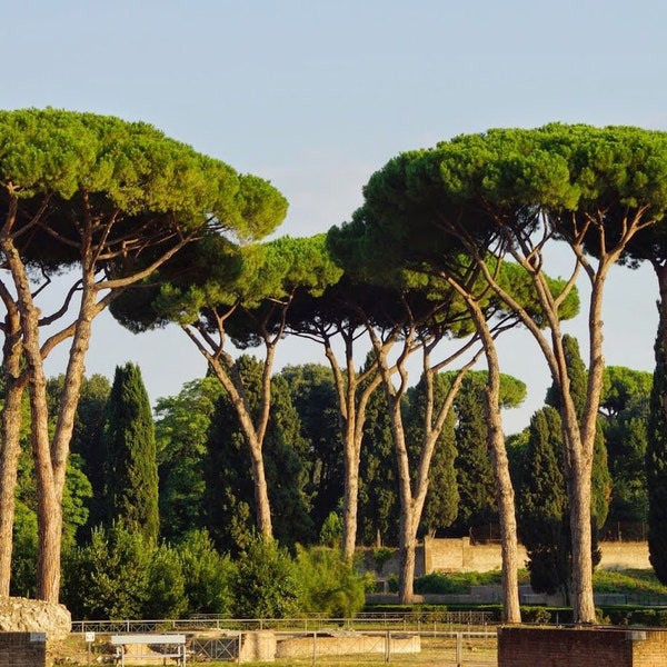 200 Pinus pinea samen Pinie, Pin parasol, Parasolden, Steinkiefer, Pinija pinje piinia, Sosna pinia, Borowitz pinie, pusis bonsai samen