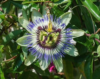 100 Blue Passionflower seeds. 100 fresh seeds Passiflora caerulea/ bluecrown (common ) passionflower. Large pack seeds