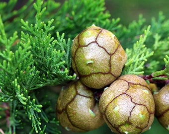 200 nasion cyprysika włoskiego. 200 świeżych, żywotnych nasion Cupressus sempervirens. Cyprysik śródziemnomorski toskański, Zypresse, ciprés, cyprès, cipres