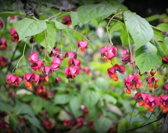 50 Broad-leaved Spindle seeds, 50 Euonymus latifolius seeds