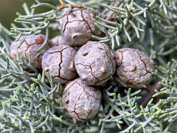 Buy 500 Arizona Cypress Seeds. 500 Fresh Viable Seeds Cupressus