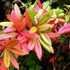 100 Wintergreen barberry seeds (Berberis julianae) L&#39;épine-vinette de Juliana, Julianes Berberitze, Yuliana zirinci, Julianes berberis, 豪猪刺
