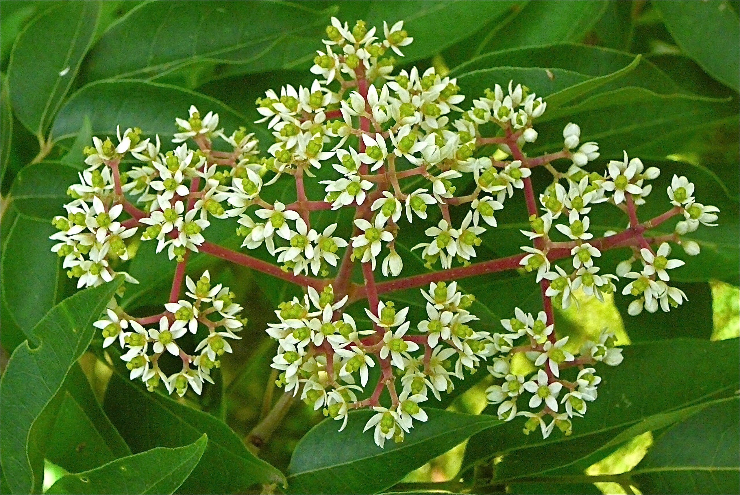 Pianta Di Evodia Tetradium Daniellii (albero Del Miele - Foto 3